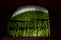 DSC_0244.NEF
