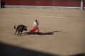 DSC_0388.NEF