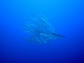 IMG_0575