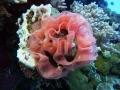 P1010990