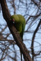 P1020013